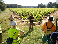 Visite guidée du sentier vignerons de Trets