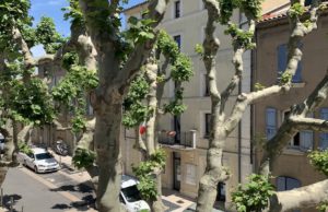 Traitement contre le tigre du platane