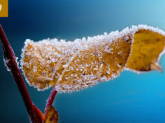 Production sinistrées par les épisodes de gel du 18 au 26 avril 2024