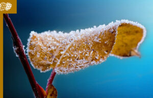 Reconnaissance des Pertes de fonds en viticulture dues au gel d’avril 2024