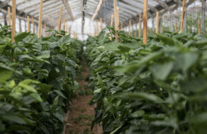 Le Projet alimentaire territorial de la Métropole déploie ses actions pour le « bien manger »