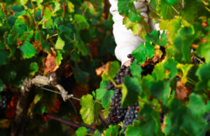 Cave des halles : des viticulteurs de nouveau mis à l’honneur