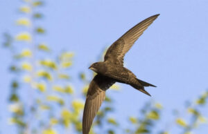 Installation de nichoirs à martinet noir à l’école Jean Jaurès