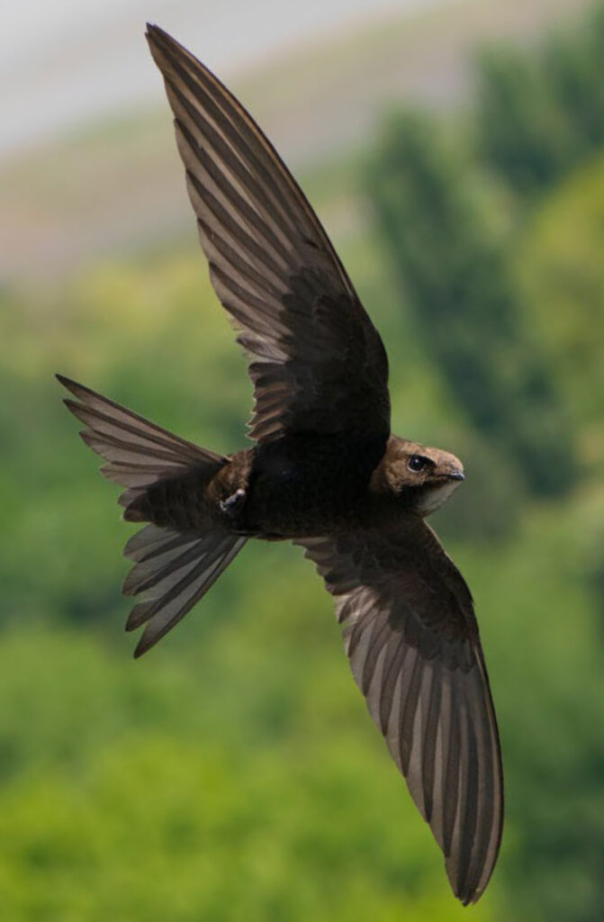 Le martinet noir, un oiseau social