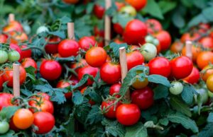 La Métropole s’engage pour la souveraineté alimentaire du territoire