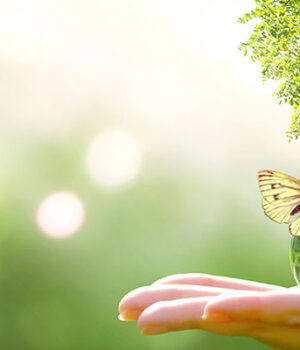 Commission « Forêt – Environnement »