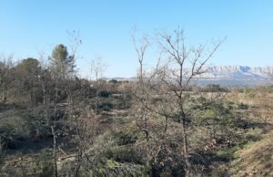 Reconquête agricole : soyons plus forts que les incendies grâce à notre agriculture !