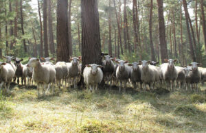 Troupeau de brebis à la Garenne : comportements à adopter face au troupeau