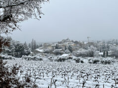 Peynier blanchi par la neige