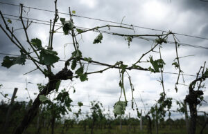 Recensement des dégâts de grêle entre le 12 mai et le 14 juin 2023
