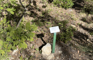 Le sentier botanique de Peynier à 20 ans !