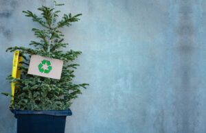 La commune recycle votre sapin de Noël !