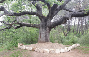 Appel à la protection du chêne du Puits de Lauris