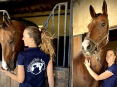 Activité d’ostéopathie animale à Peynier : une passion au service des animaux