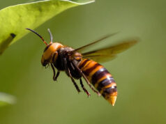 Peynier se mobilise contre le frelon asiatique