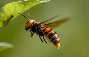 Peynier se mobilise contre le frelon asiatique