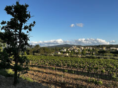 Peynier replante son histoire et transforme le chêne du cimetière en patrimoine