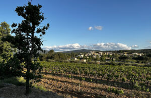 Peynier replante son histoire et transforme le chêne du cimetière en patrimoine