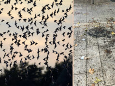 Campagne d’effarouchement des étourneaux sur le cours Albéric Laurent du 27 au 31 octobre